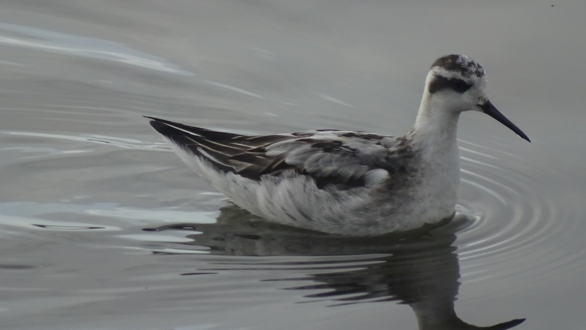 Red-necked Phalarope - ML116445791