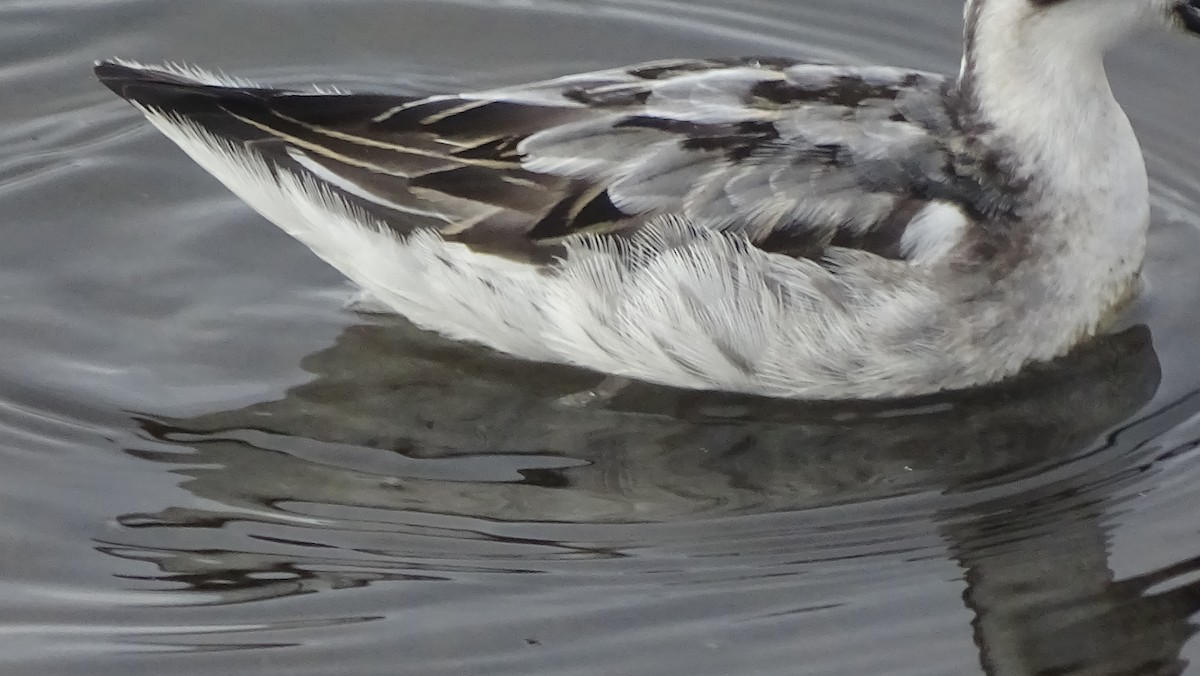 Red-necked Phalarope - ML116445801