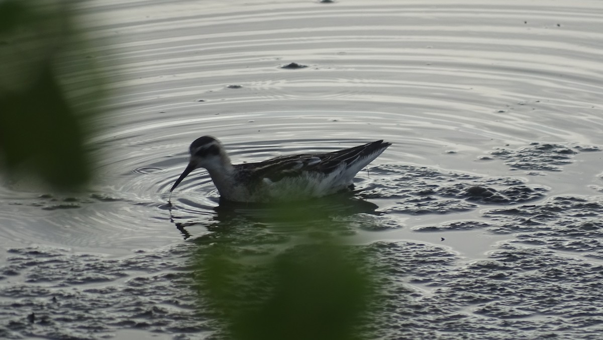 Red-necked Phalarope - ML116445811