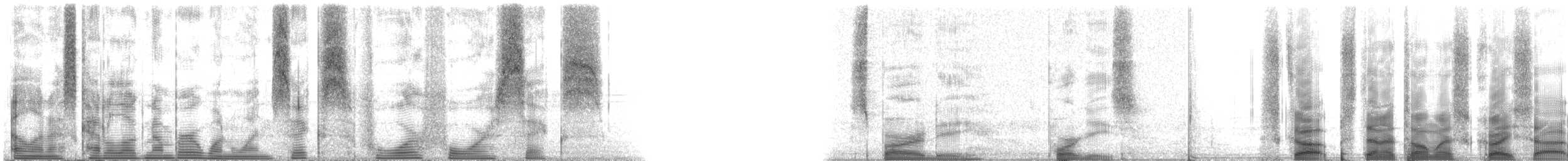 門齒鯛 - ML116446