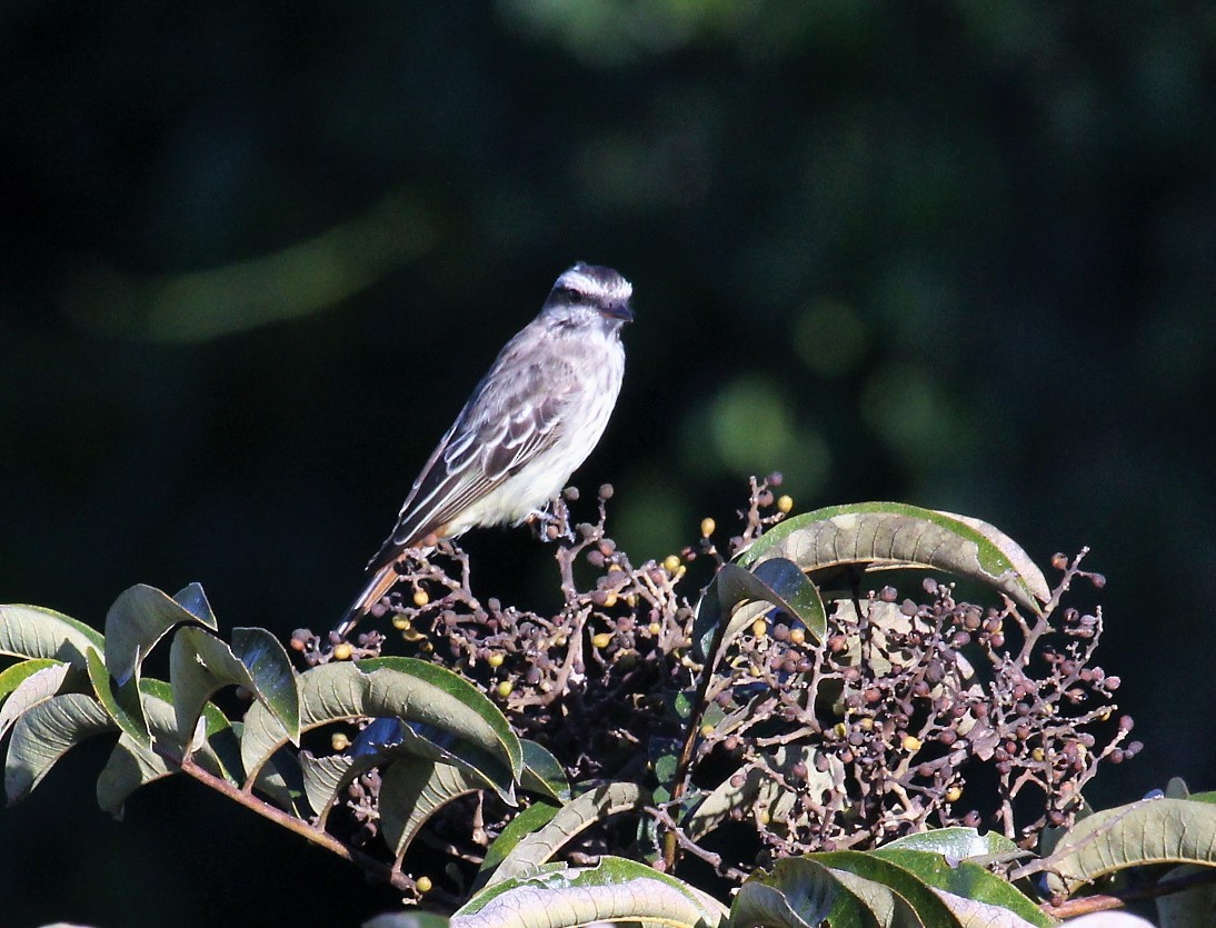 Variegated Flycatcher - ML116446131