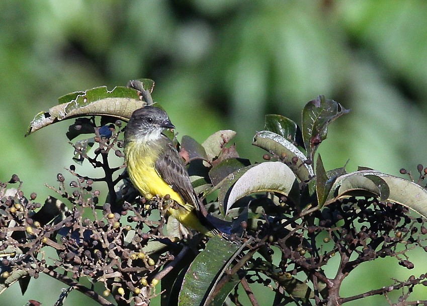 Dusky-chested Flycatcher - ML116446181