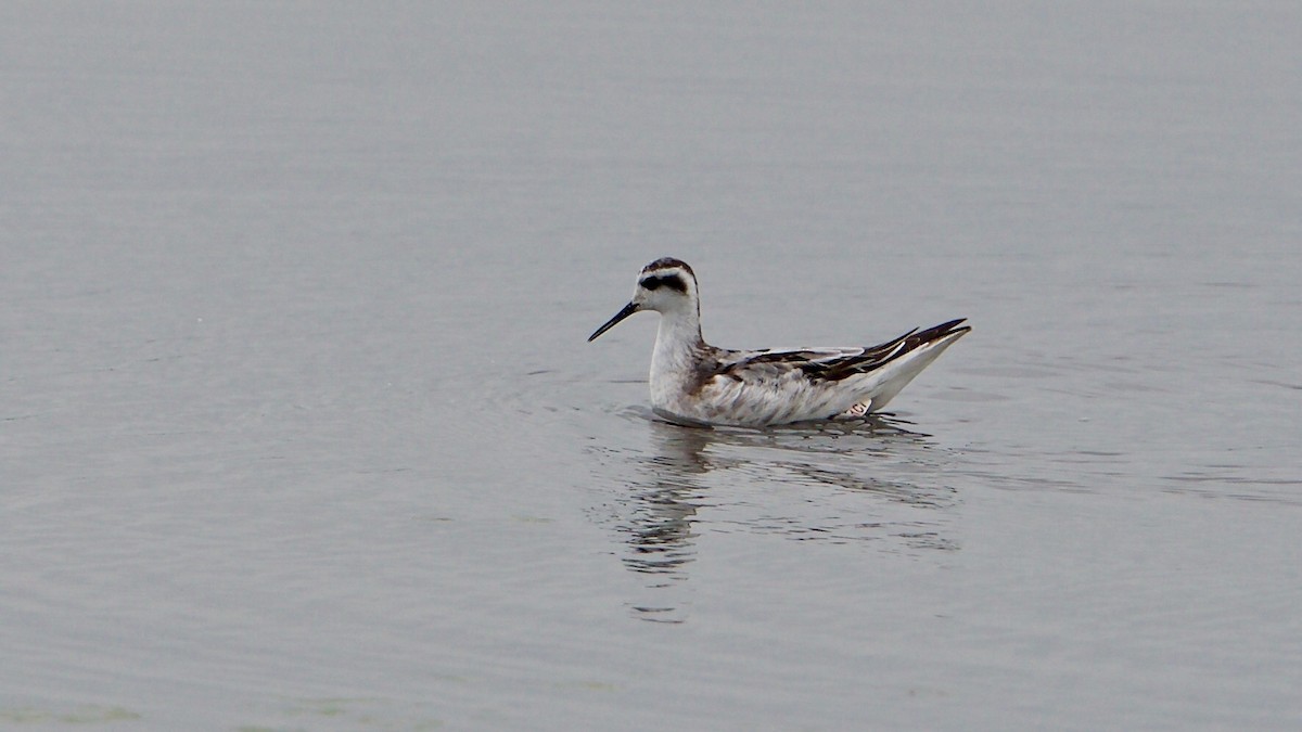 Red-necked Phalarope - ML116447051