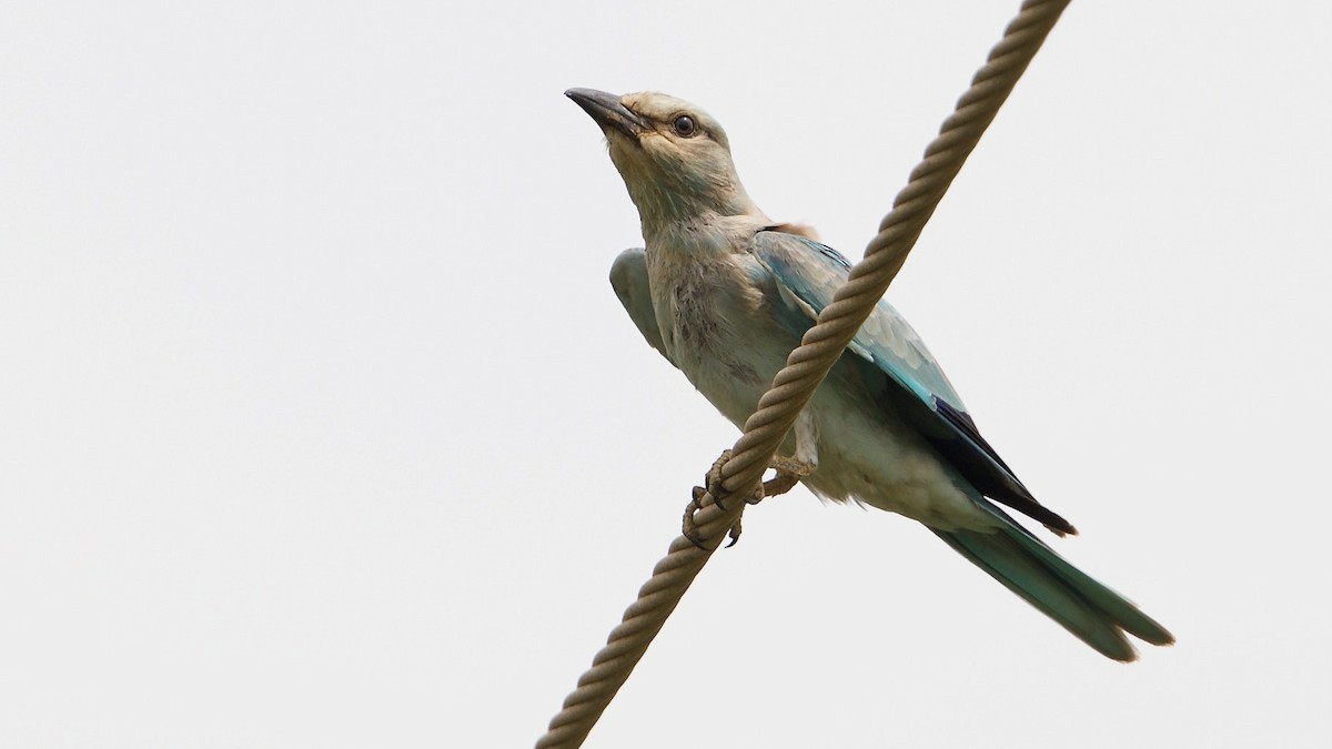 European Roller - ML116447141