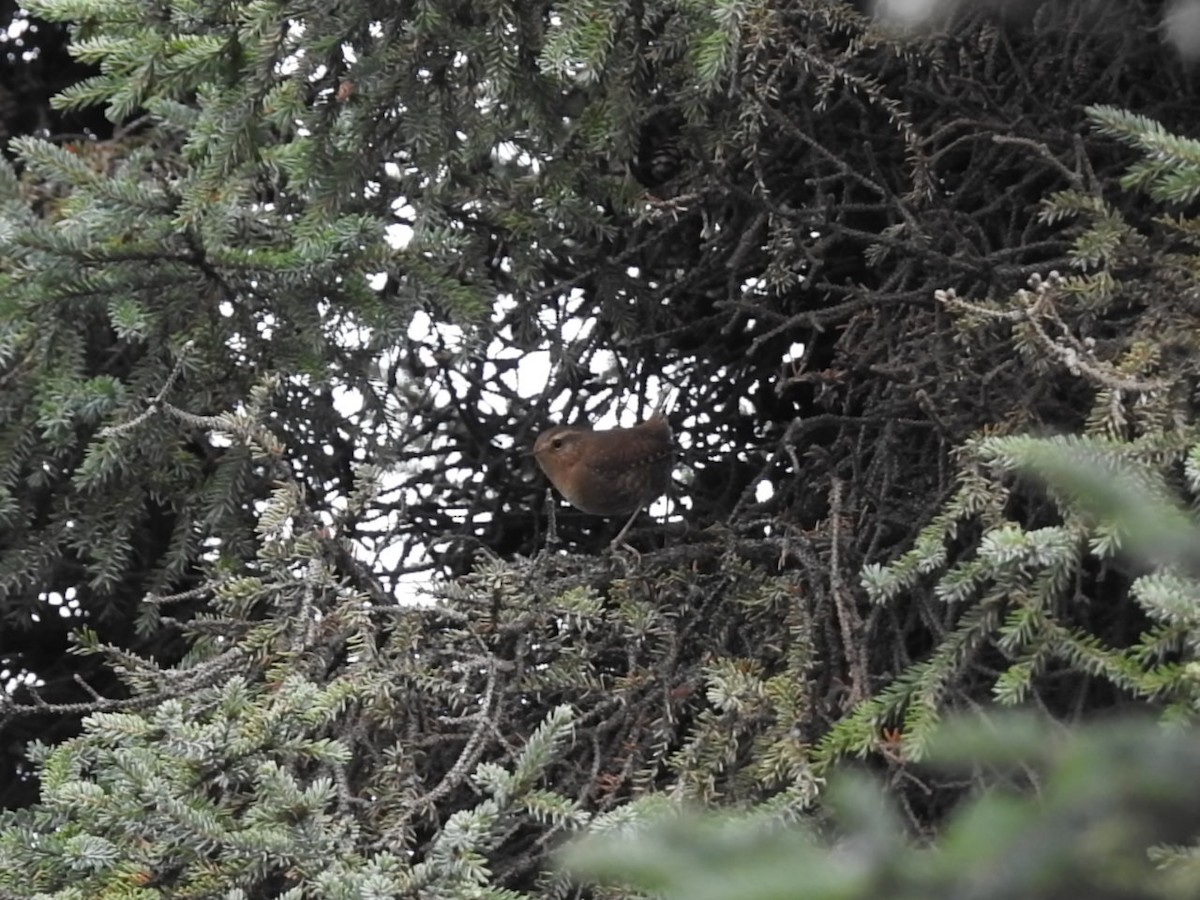 Pacific Wren - ML116447281