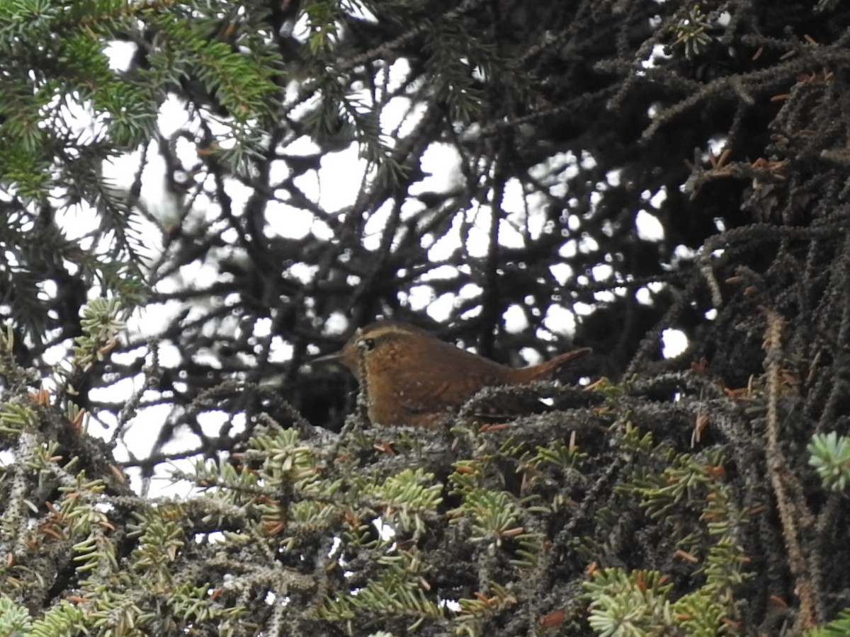 Pacific Wren - Laura Burke