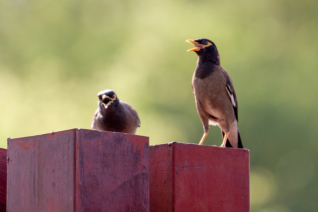 Common Myna - ML116450411