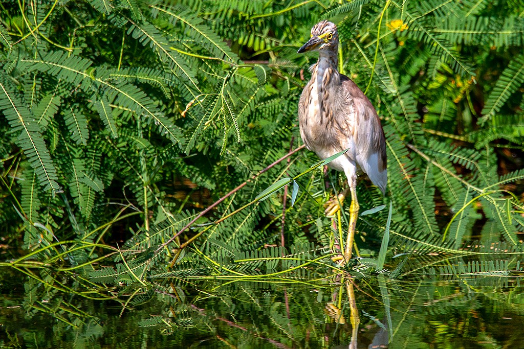 Indian Pond-Heron - Bakhtiar Ahmed