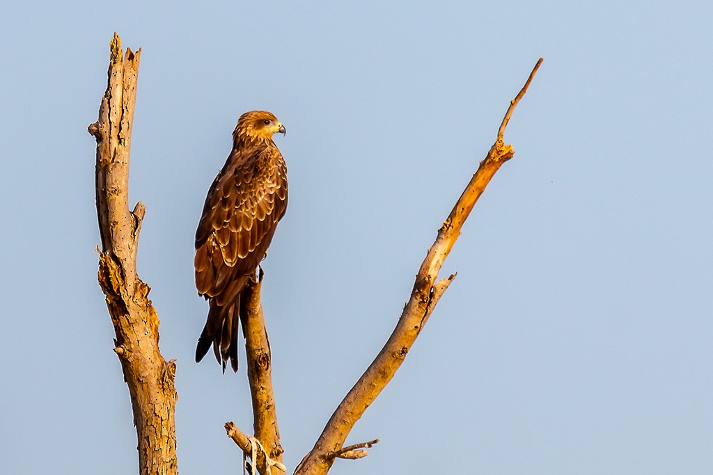 Black Kite - ML116450901