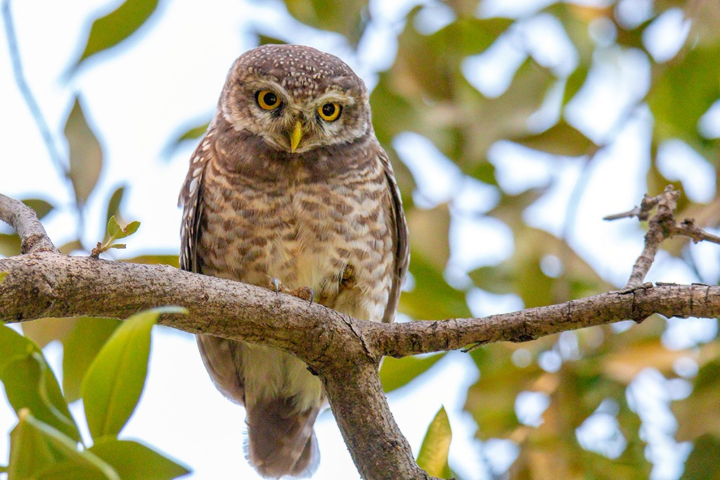 Spotted Owlet - Bakhtiar Ahmed