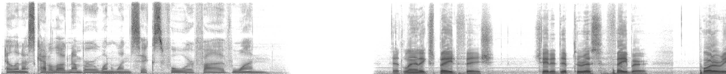 Atlantic Spadefish - ML116451