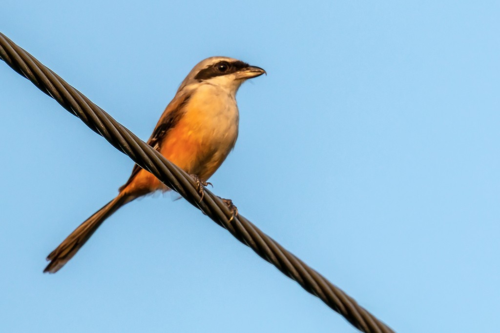 Long-tailed Shrike - ML116451171