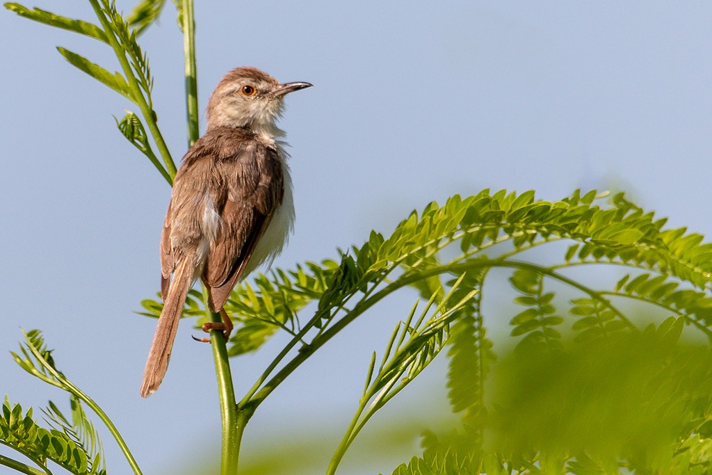 Plain Prinia - ML116451231