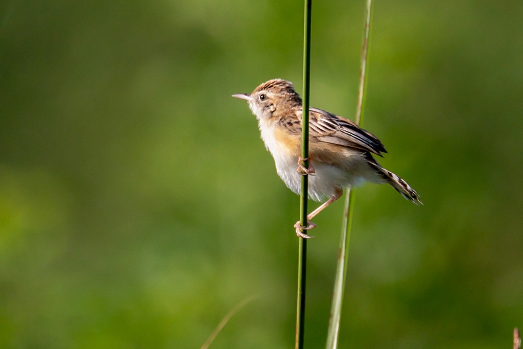 Zitting Cisticola - ML116451331