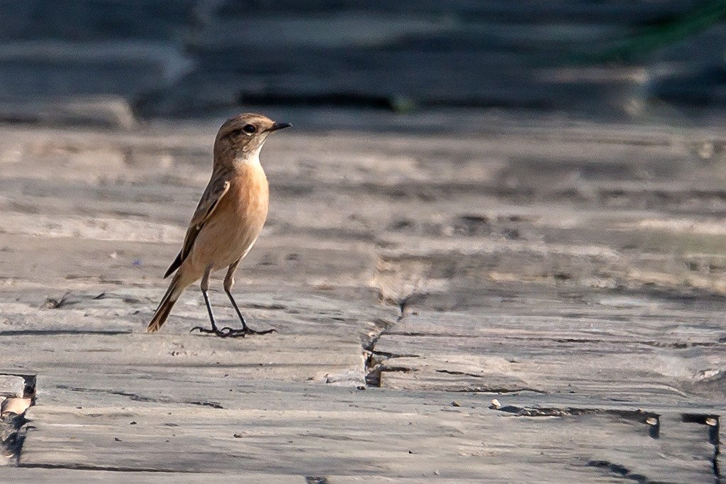 Siberian Stonechat - ML116451351