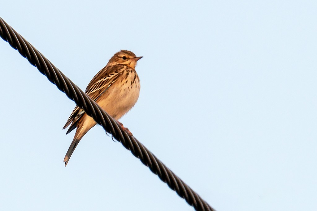 Tree Pipit - Bakhtiar Ahmed