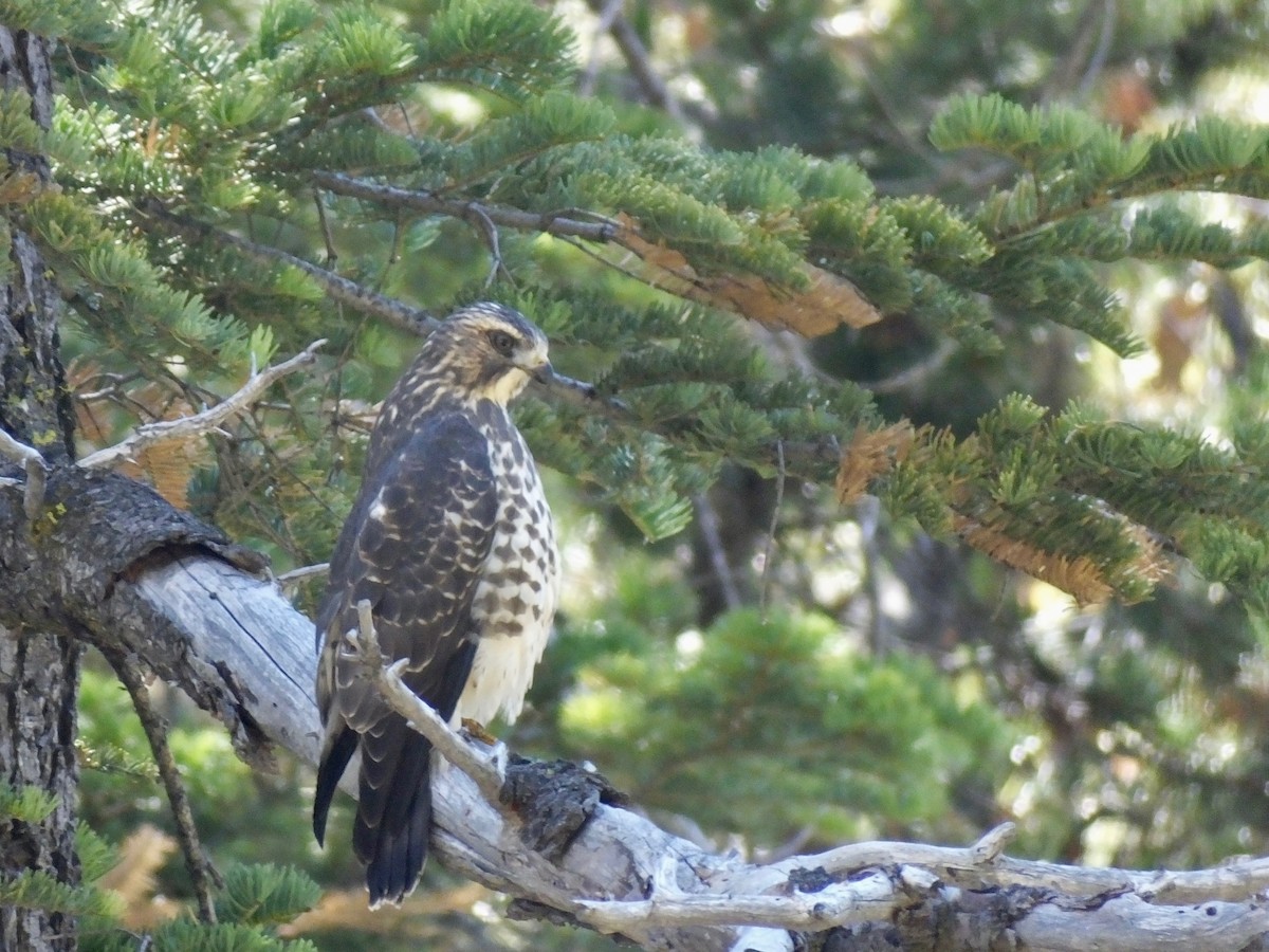 Broad-winged Hawk - Charles Murphy