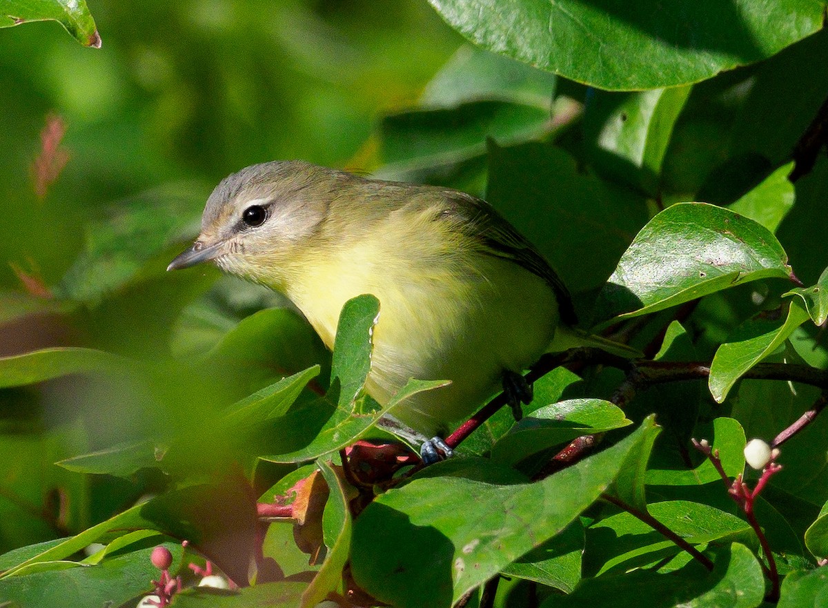 Philadelphia Vireo - ML116452371