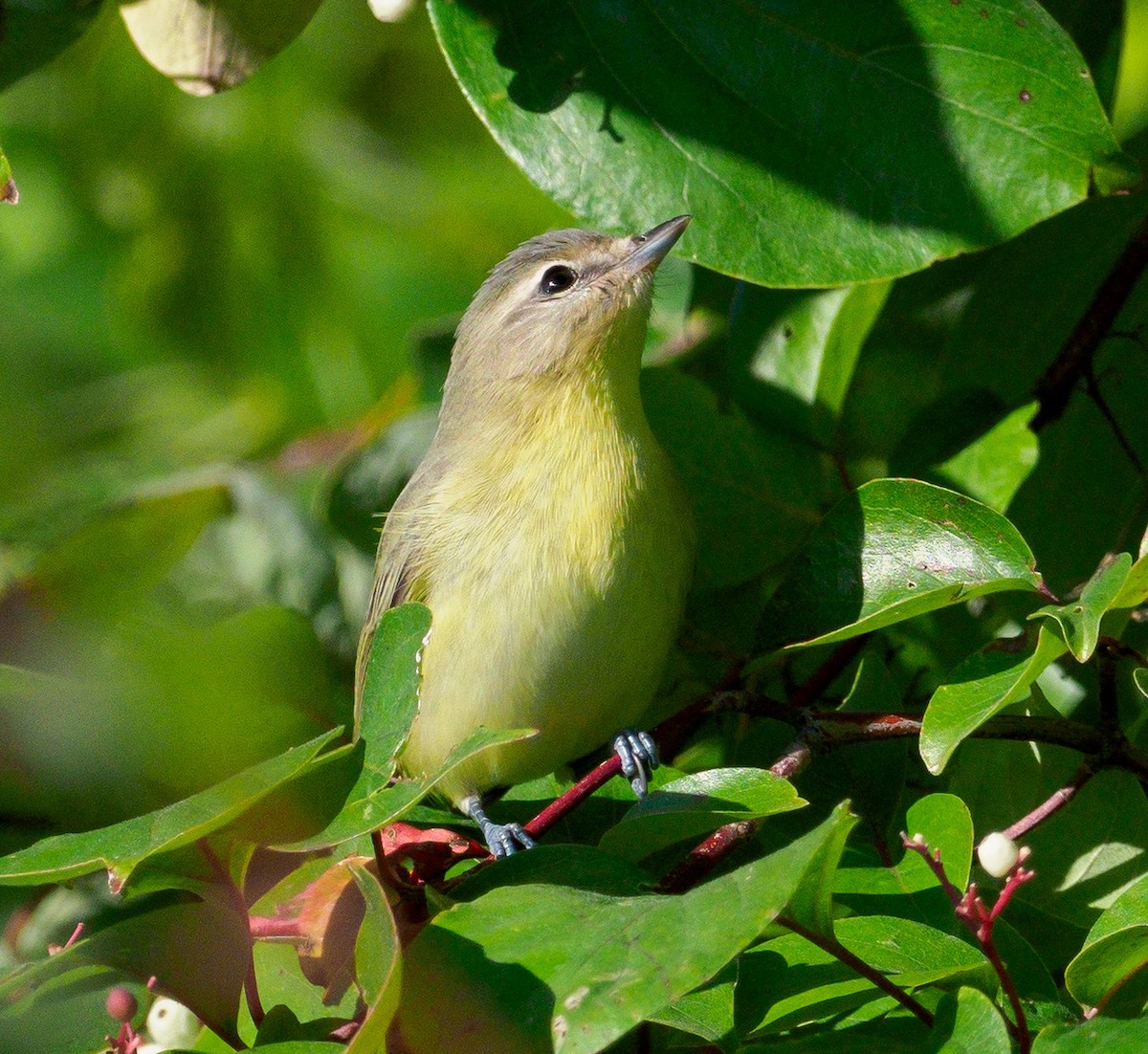 Philadelphia Vireo - ML116452381