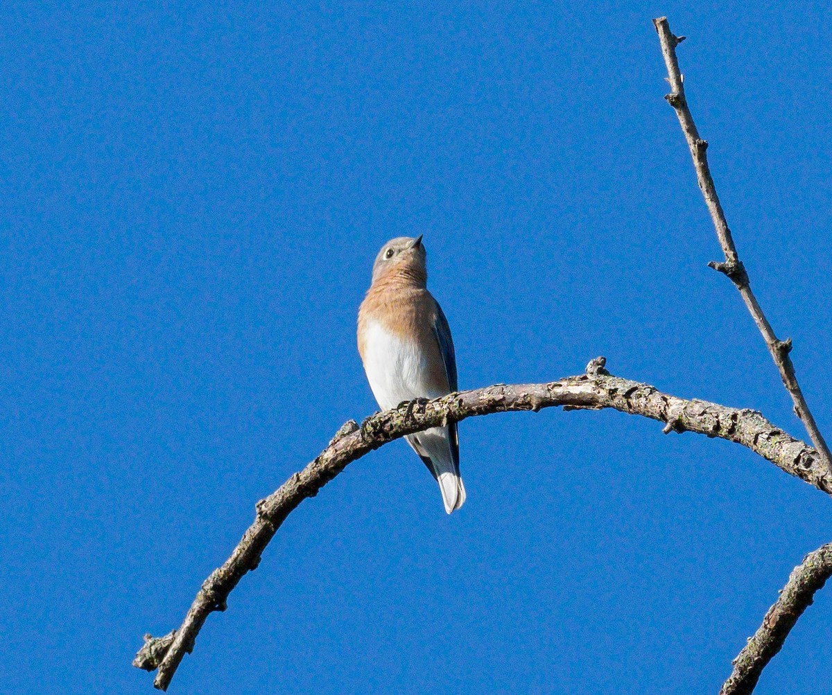 Eastern Bluebird - ML116452391