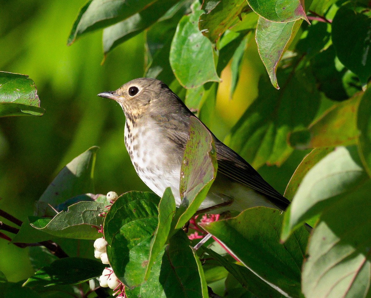 Swainson's Thrush - ML116452401