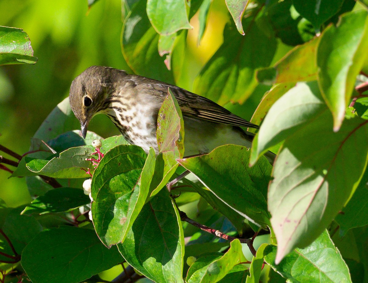 Swainson's Thrush - ML116452411