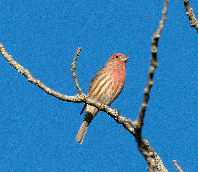 House Finch - ML116452421