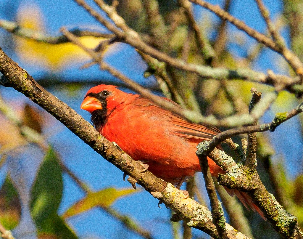 Cardinal rouge - ML116452441