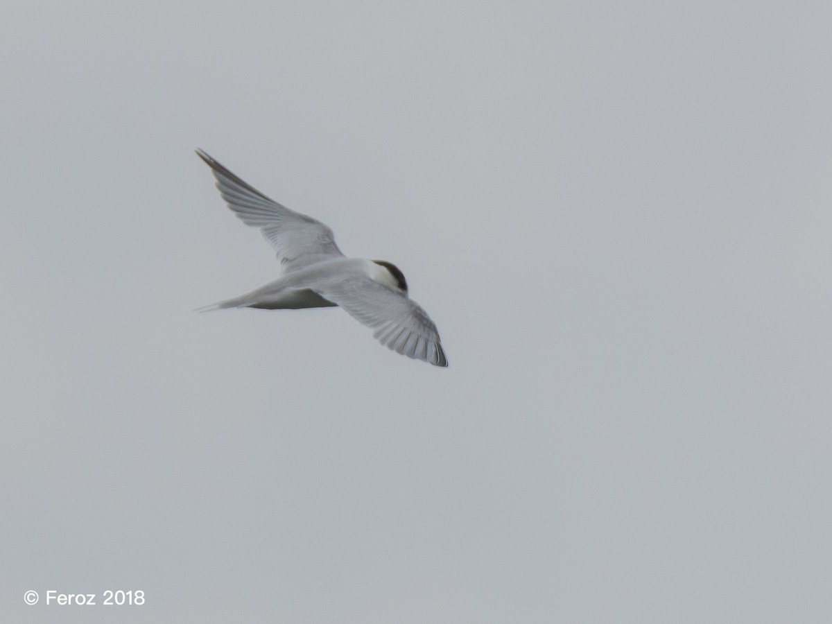 Little Tern - ML116454011