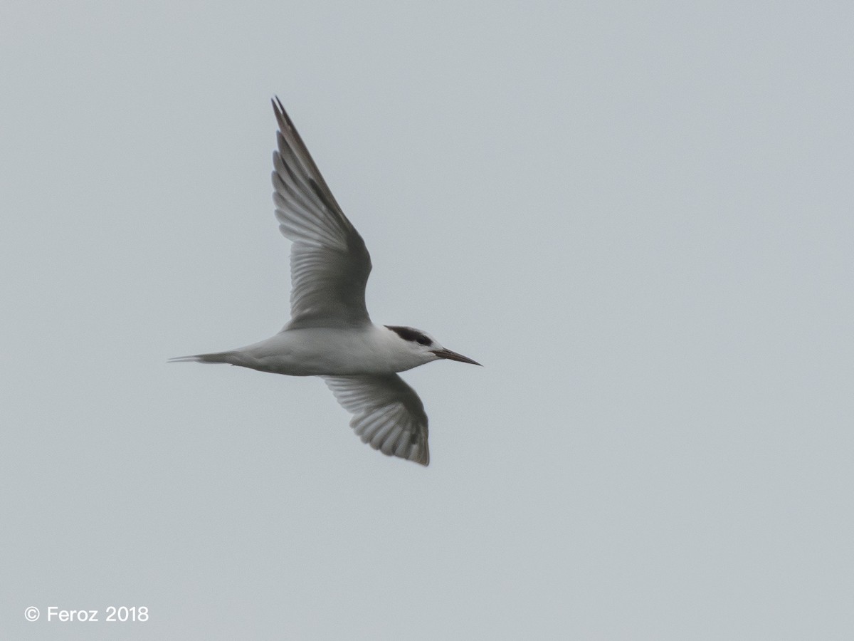 Little Tern - Eyzat Amer