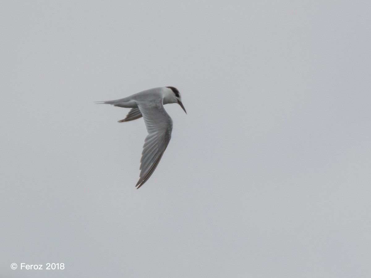 Little Tern - ML116454041