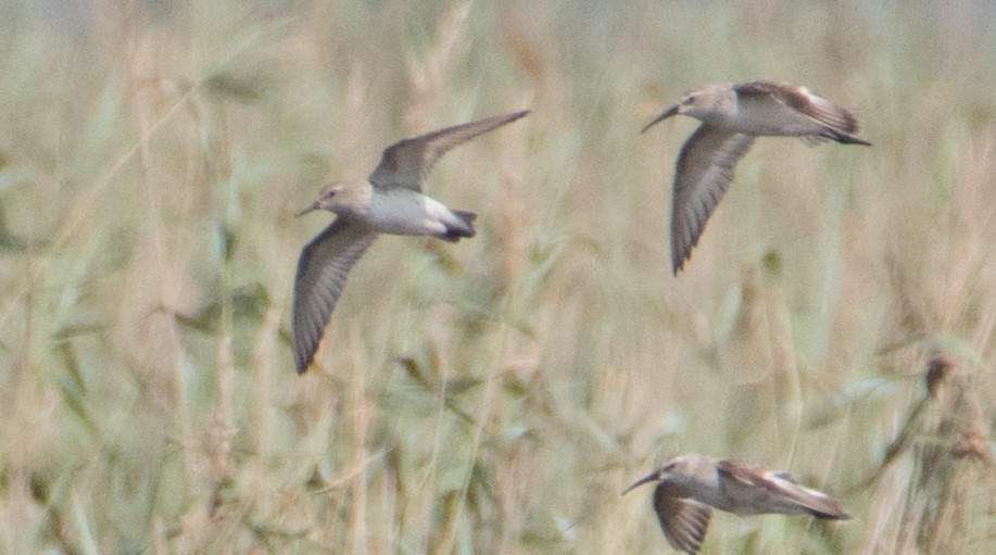 White-rumped Sandpiper - John Kinghorn - UNTAMED Birding & Wildlife