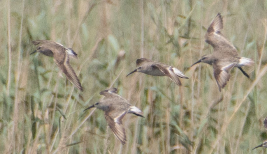 White-rumped Sandpiper - ML116454781