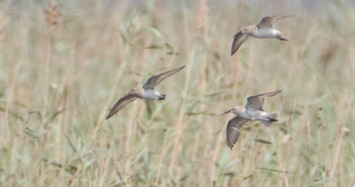 White-rumped Sandpiper - John Kinghorn - UNTAMED Birding & Wildlife