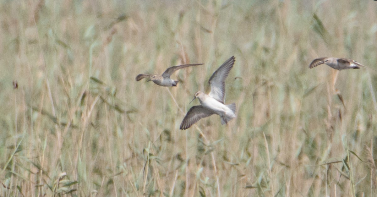 White-rumped Sandpiper - ML116454891