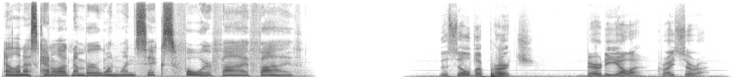 Silver Perch - ML116455