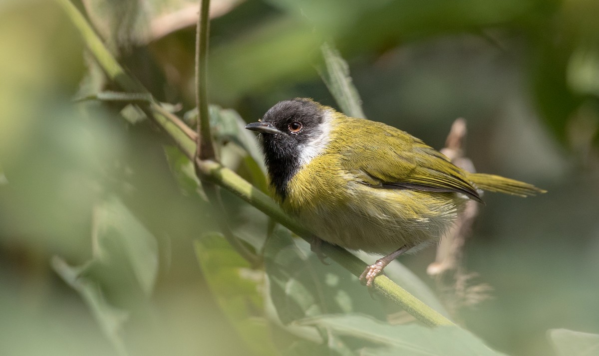 Black-faced Apalis - Ian Davies
