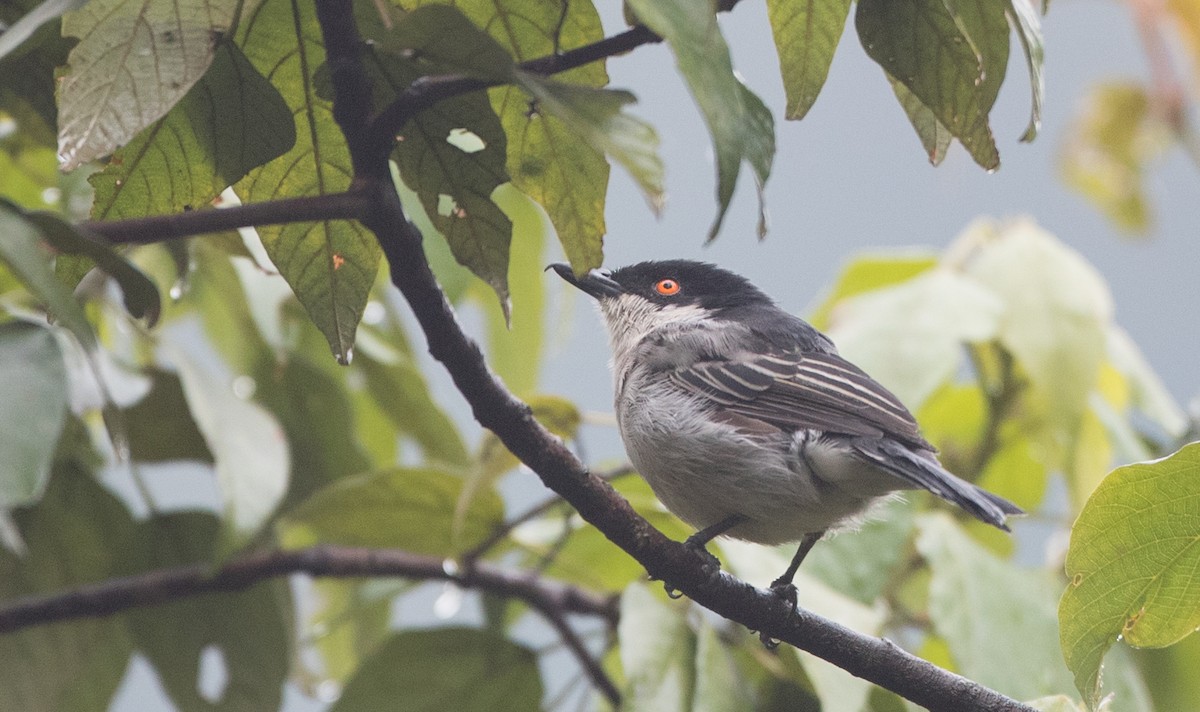 Northern Puffback - ML116455921