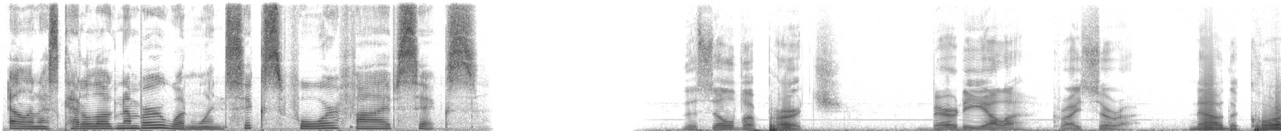 銀色貝氏石首魚 - ML116456