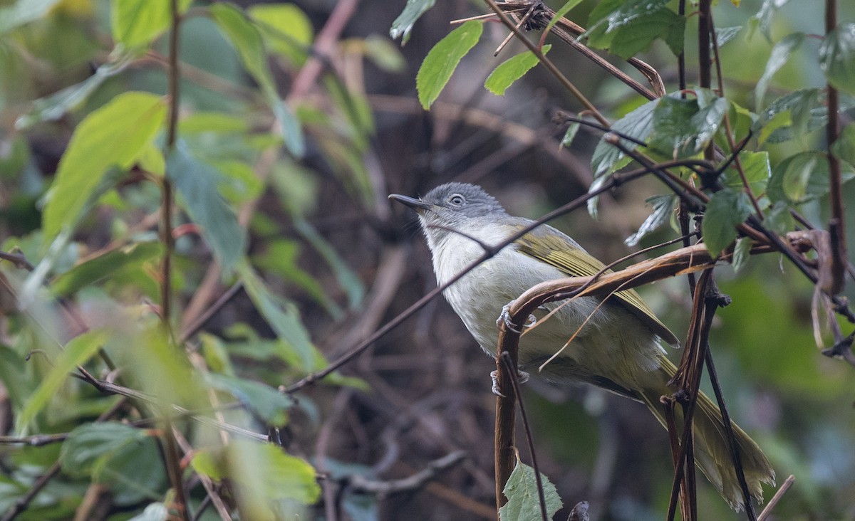 Yellow-streaked Greenbul (Yellow-streaked) - Ian Davies