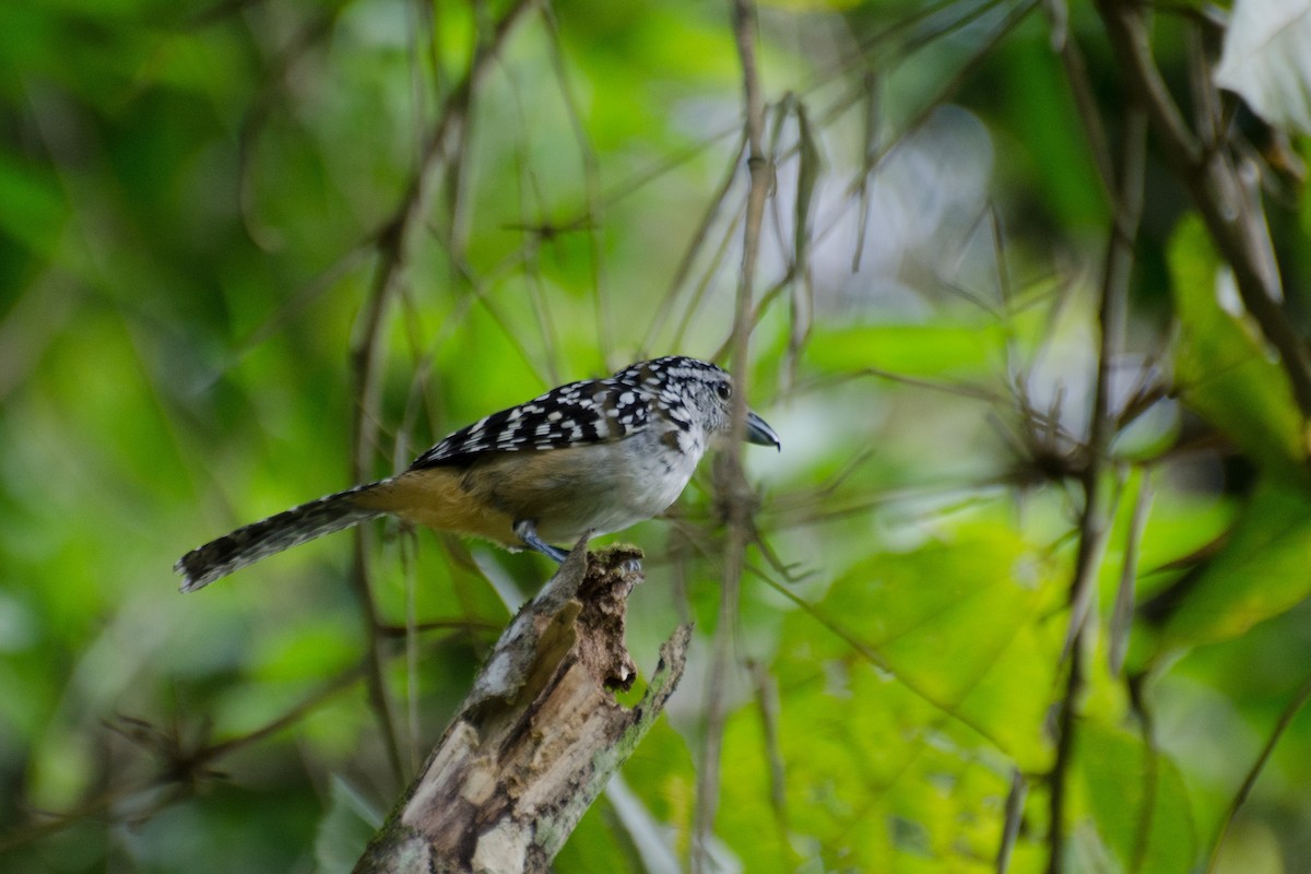 Spot-backed Antshrike - ML116456571