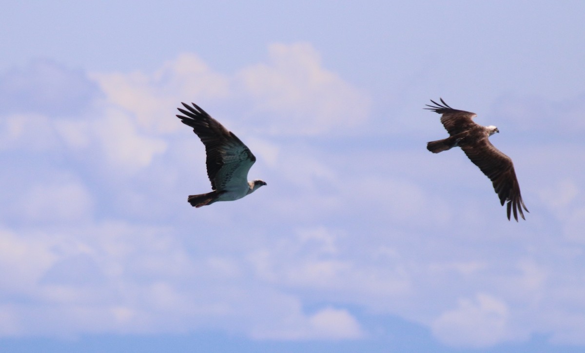 Osprey - Donna Nagiello