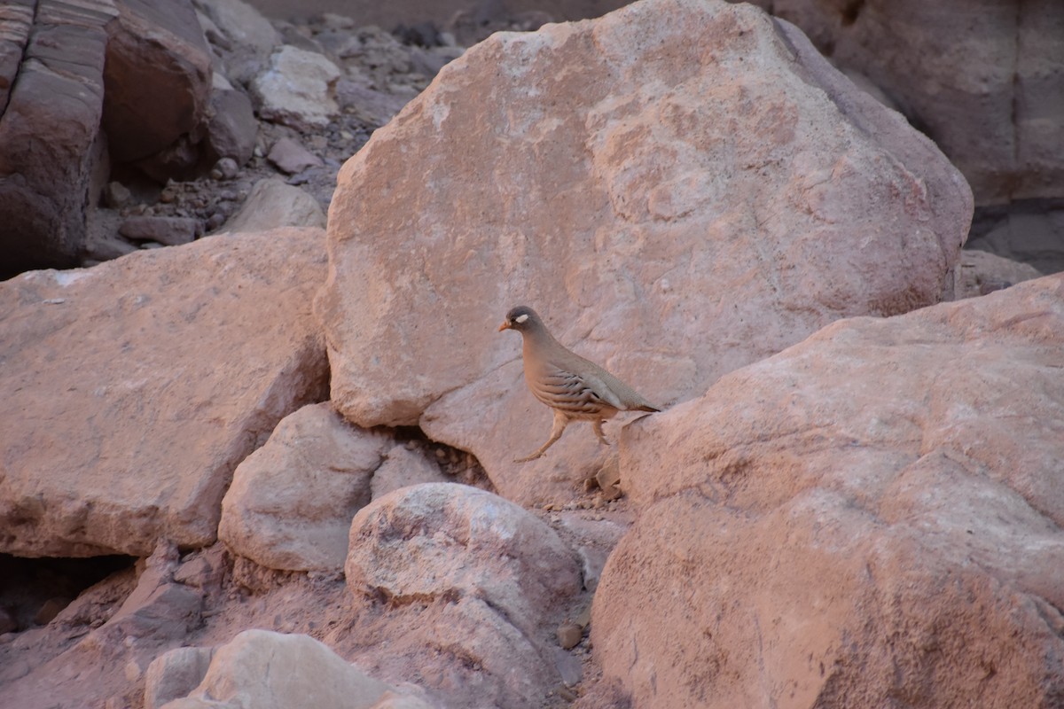 Sand Partridge - ML116457531