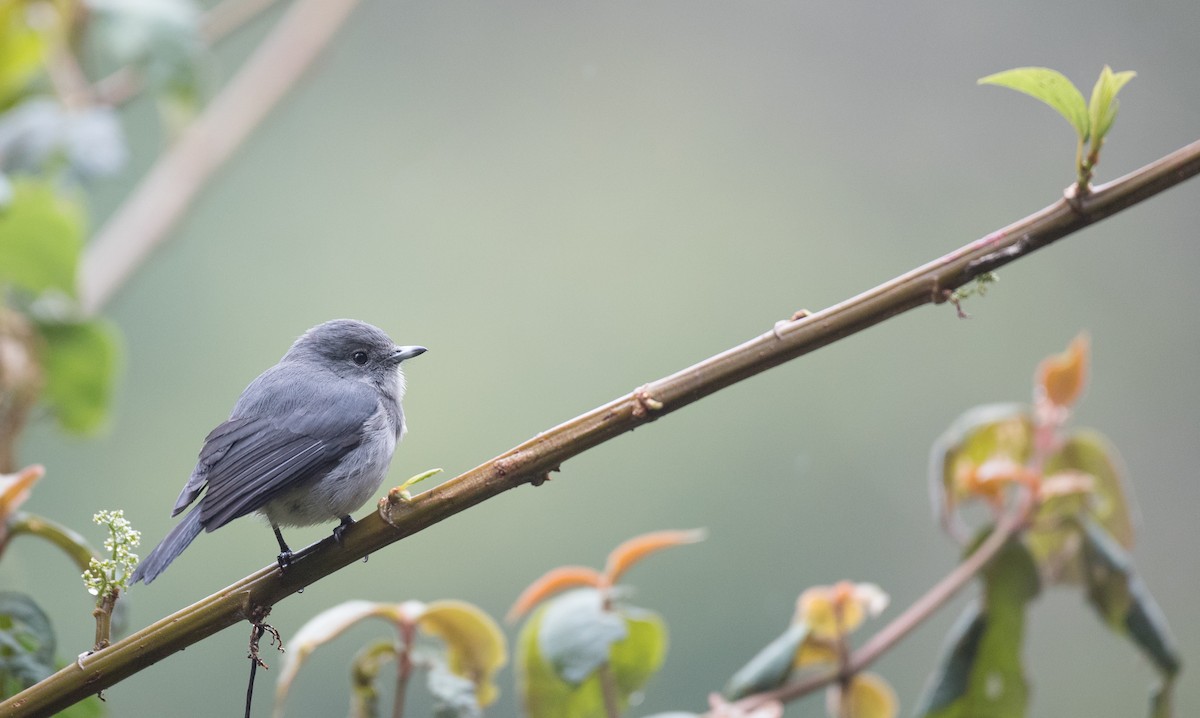 White-eyed Slaty-Flycatcher - ML116457611