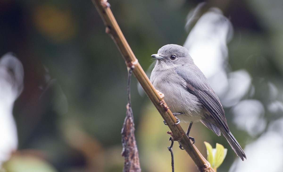 White-eyed Slaty-Flycatcher - ML116457621