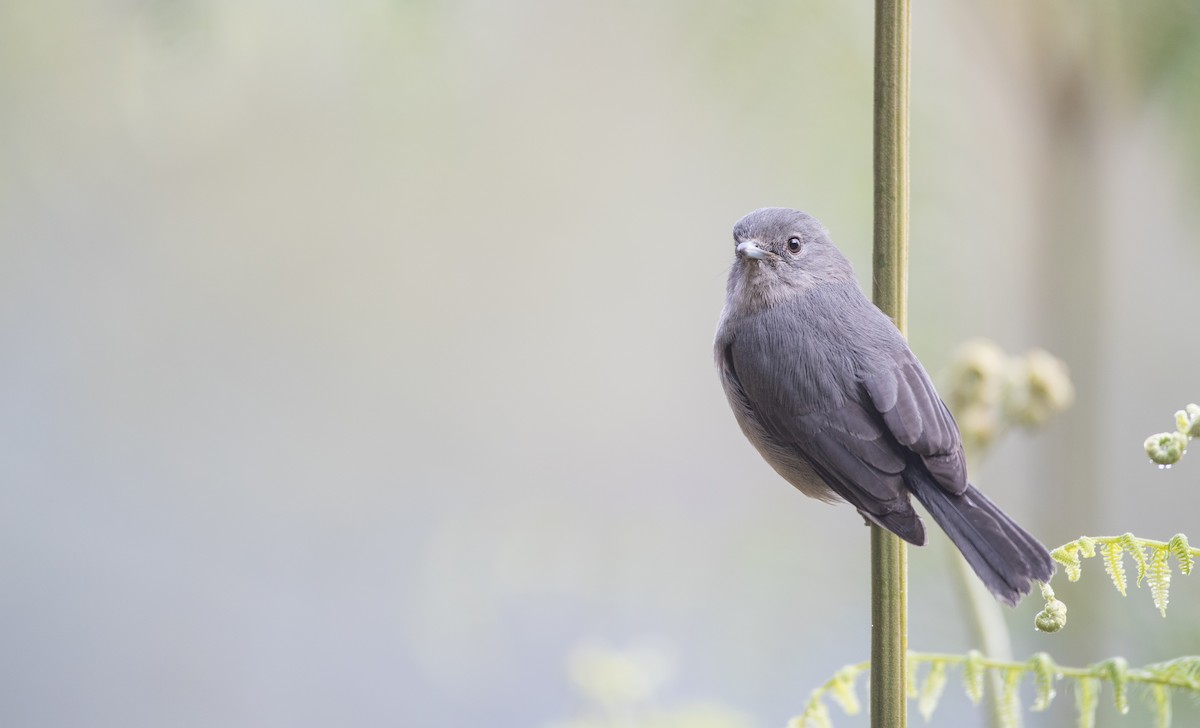 White-eyed Slaty-Flycatcher - ML116457641