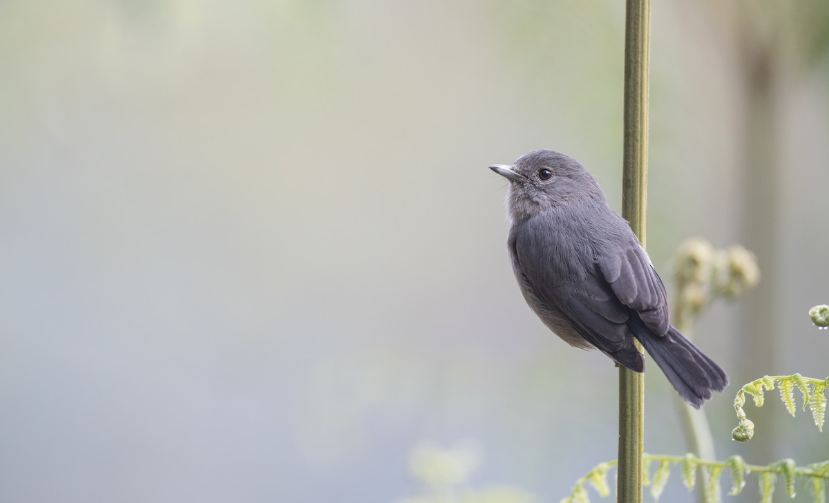 White-eyed Slaty-Flycatcher - ML116457661