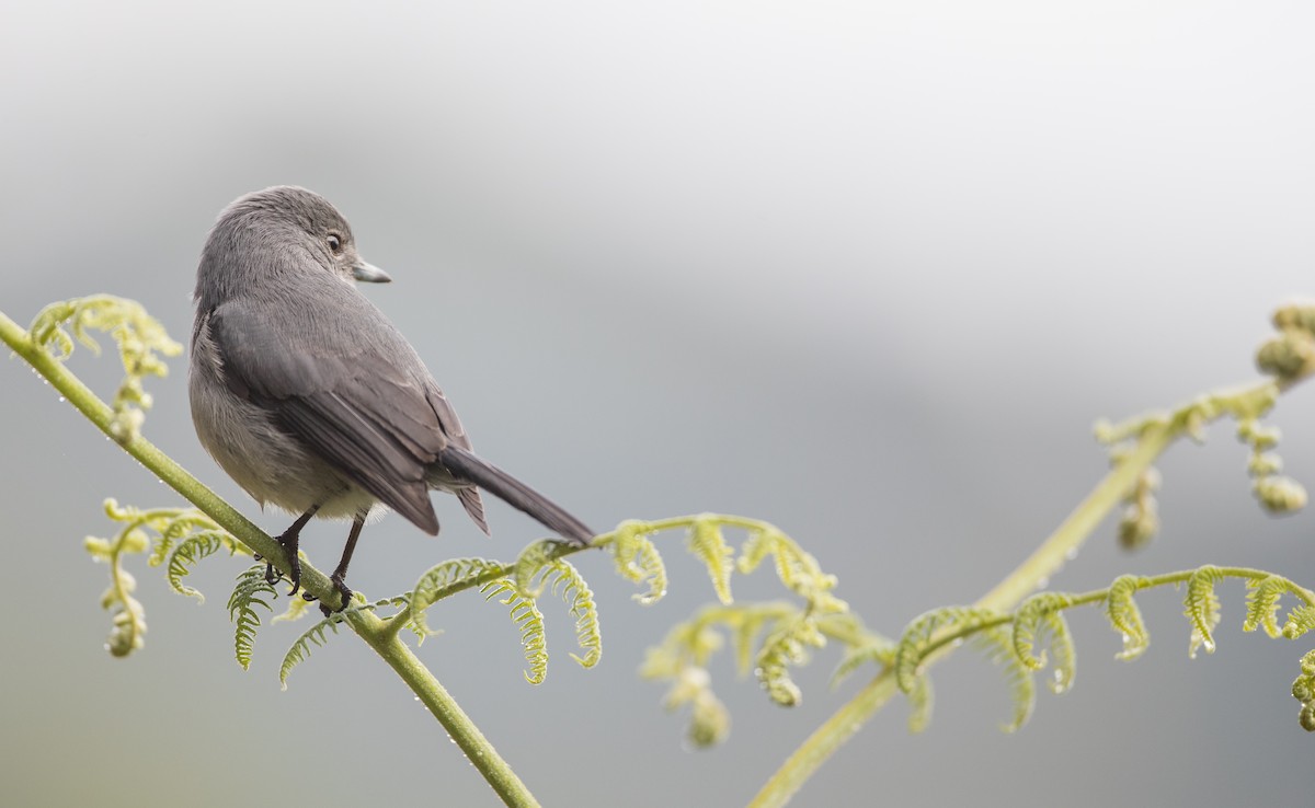 White-eyed Slaty-Flycatcher - ML116457691