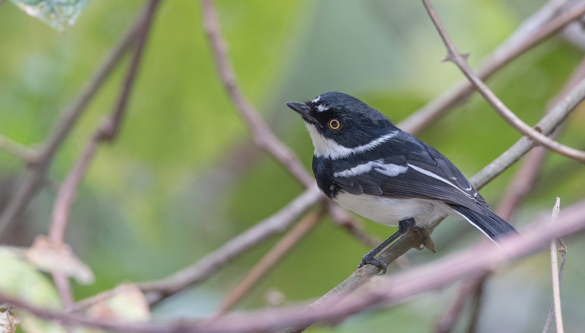 Rwenzori Batis - Ian Davies