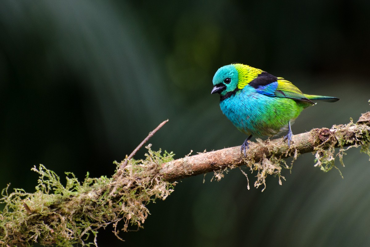 Green-headed Tanager - ML116457961